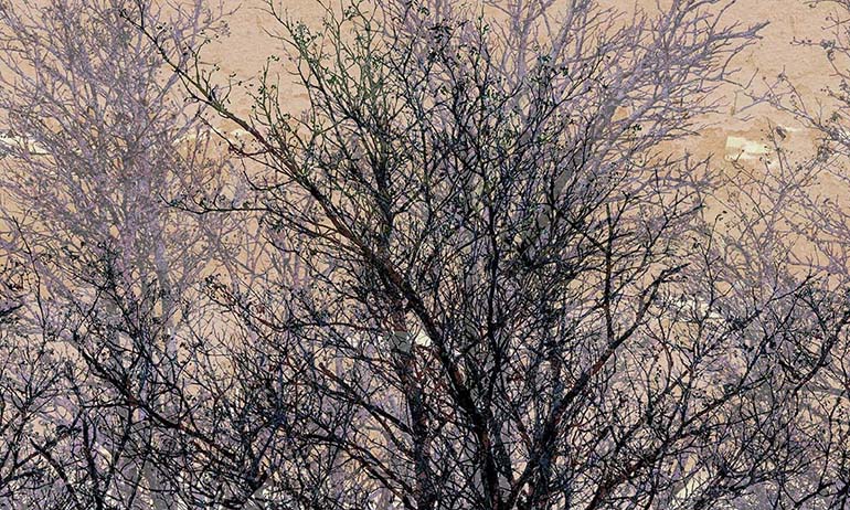 Bäume im Winter Mittag Fototapete | Extradecor photo