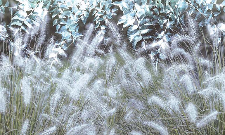 Summer meadow wall mural wallpaper | Extradecor photo