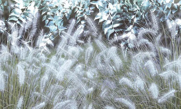 Summer meadow wall mural wallpaper | Extradecor photo