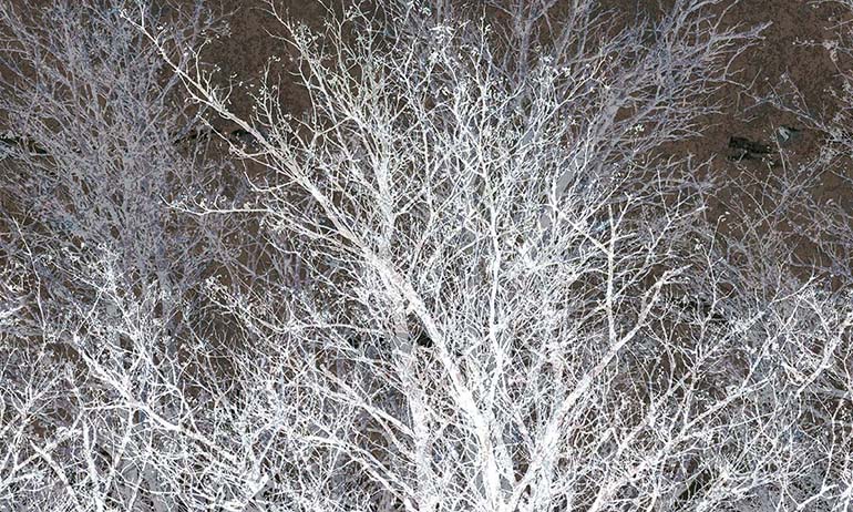 Winter trees night wall mural wallpaper | Extradecor photo